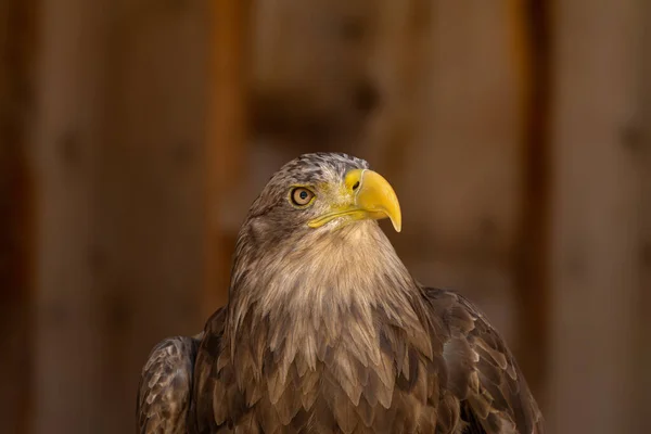 Close Portrait Eagle Head Isolated Background — Photo