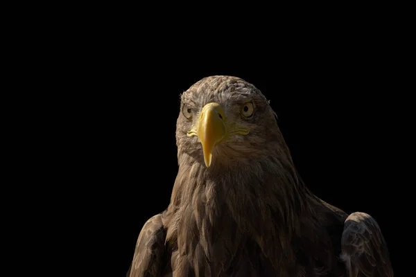 close portrait of an eagle head isolated background