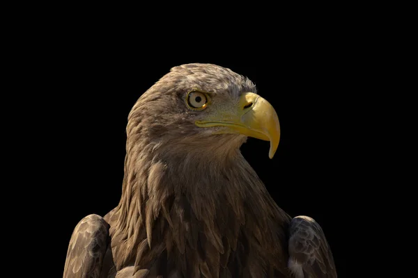 close portrait of an eagle head isolated background
