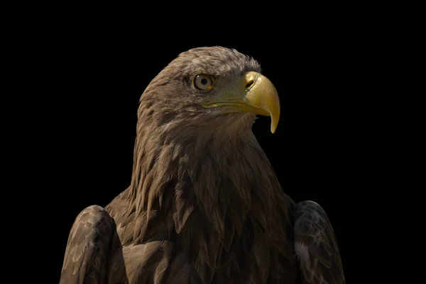 close portrait of an eagle head isolated background