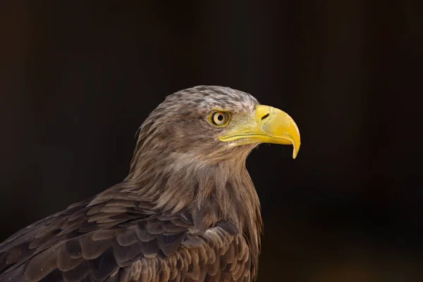 Close Portrait Eagle Head Isolated Background — Photo