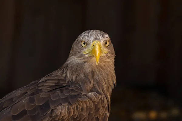 Close Portrait Eagle Head Isolated Background — 图库照片