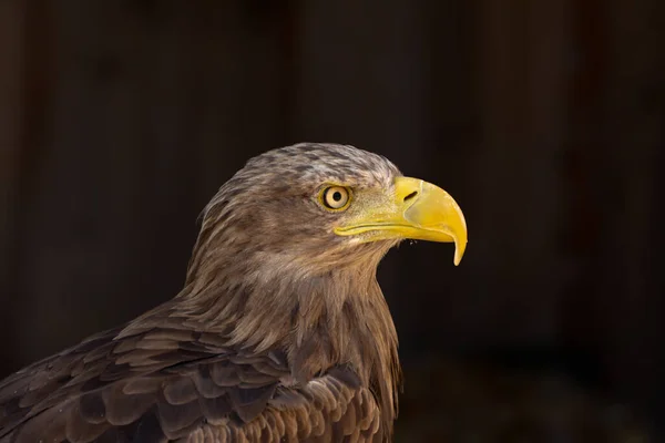 Close Portrait Eagle Head Isolated Background — Photo