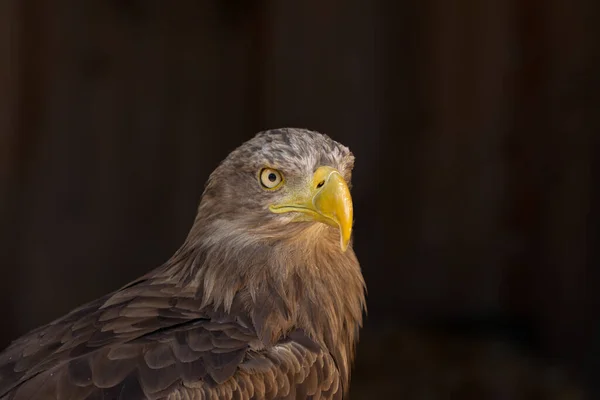 Close Portrait Eagle Head Isolated Background — ストック写真