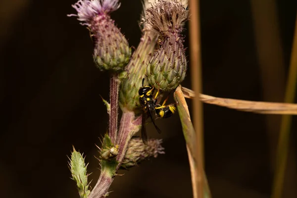 Hermoso Insecto Primavera Hoja Hierba —  Fotos de Stock