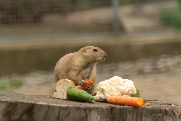 Şirin çayır köpeği izliyor