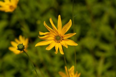 Bahçedeki güzel sarı çiçek