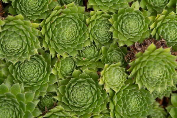 Фон Свежими Зелеными Суккулентами Растительного Фона — стоковое фото