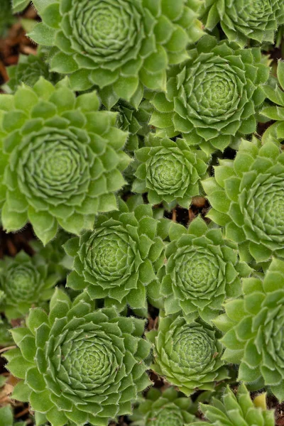 新鮮な緑の簡素な植物の背景を持つ背景 — ストック写真