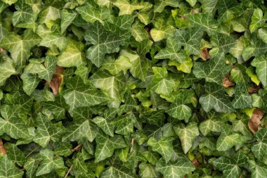 yeşil yapraklar arka planı kapat 