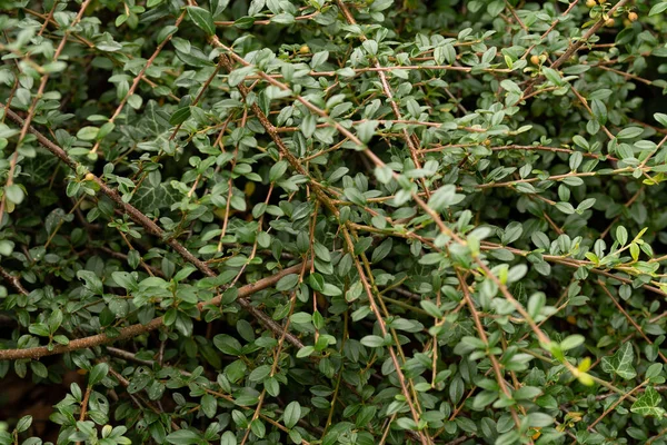 Green Foliage Close Background — Stock Photo, Image