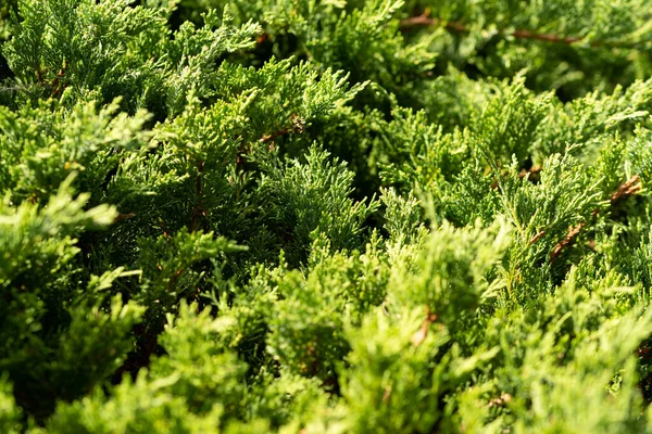 Green Foliage Close Background — Stock Photo, Image