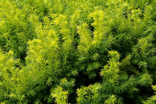 Green Foliage Close Background Stock Picture
