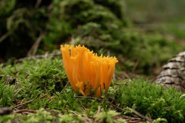 Ormandaki güzel mantarlar