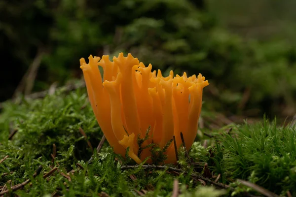 Ormandaki güzel mantarlar