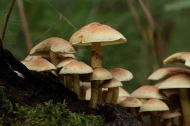 Ormandaki güzel mantarlar