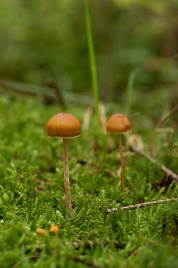 Ormandaki güzel mantarlar