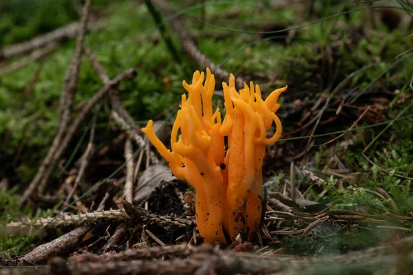 Ormandaki güzel mantarlar