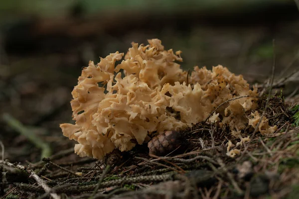 Bellissimo Fungo Nella Foresta — Foto Stock