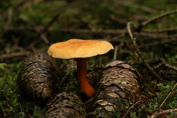 Beautiful Mushroom Forest — Stock Photo, Image