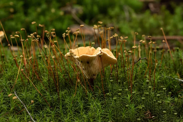 Ciuperci Frumoase Pădure — Fotografie, imagine de stoc
