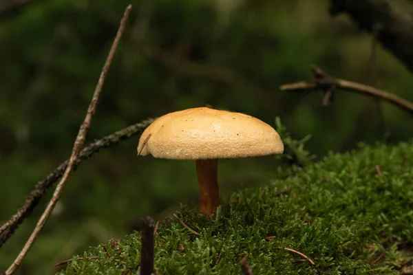 Belo Cogumelo Floresta — Fotografia de Stock