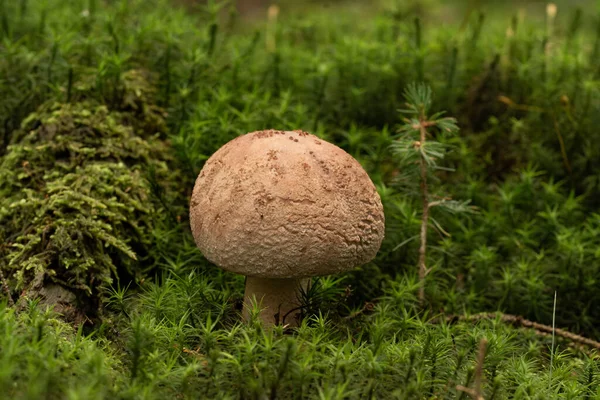 Belo Cogumelo Floresta — Fotografia de Stock