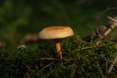 Ormandaki güzel mantarlar