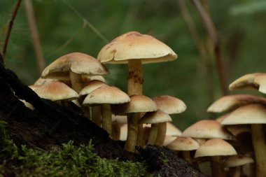 Ormandaki güzel mantarlar