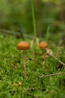 Ormandaki güzel mantarlar