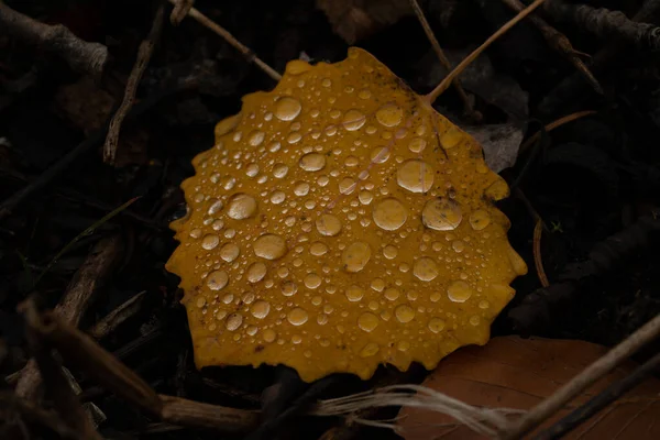 Капли Дождя Цветные Листья Осенью Дождливой Погоды — стоковое фото