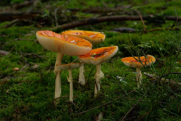 Beau Champignon Dans Forêt — Photo