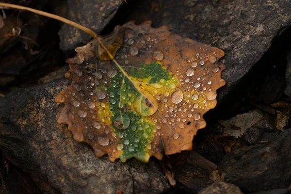 Regn Droppar Färgglada Löv Höst Från Regnigt Väder — Stockfoto