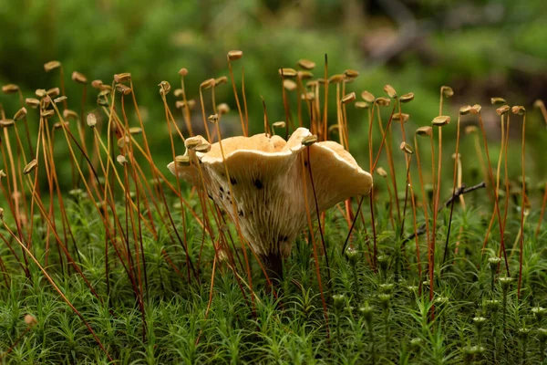 Ormandaki güzel mantarlar