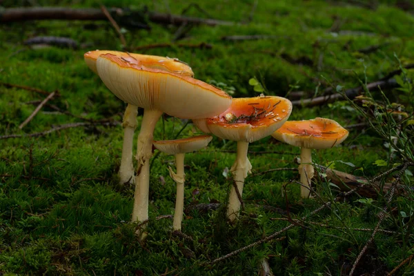 Beautiful Mushroom Forest Stock Image