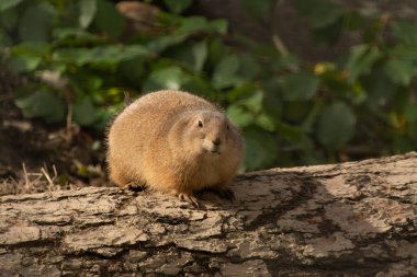Şirin çayır köpeği izliyor