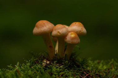 Ormandaki güzel mantarlar