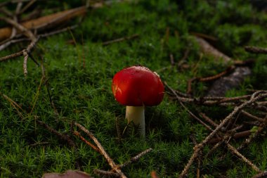 Ormandaki güzel mantarlar