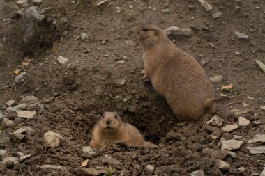 Şirin çayır köpeği izliyor