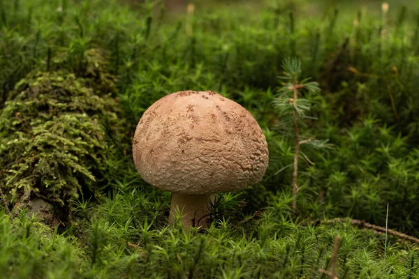 Bellissimo Fungo Nella Foresta — Foto Stock