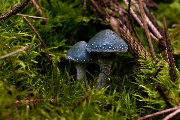 Belo Cogumelo Floresta — Fotografia de Stock