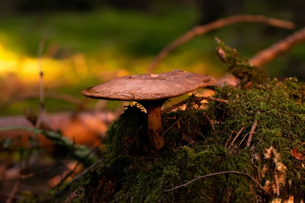 Hermoso Hongo Bosque — Foto de Stock