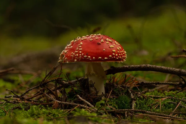 Hermoso Hongo Bosque — Foto de Stock