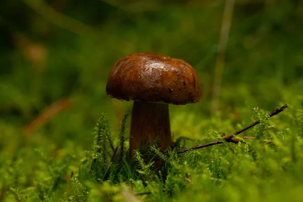 森の中の美しいキノコ — ストック写真
