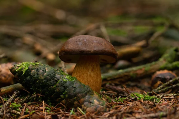 Bellissimo Fungo Nella Foresta — Foto Stock