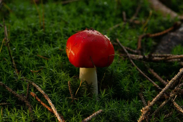 Bellissimo Fungo Nella Foresta — Foto Stock