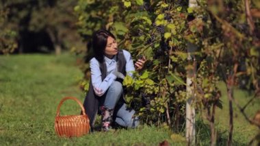 Kadın üzüm topakları kesiyor.