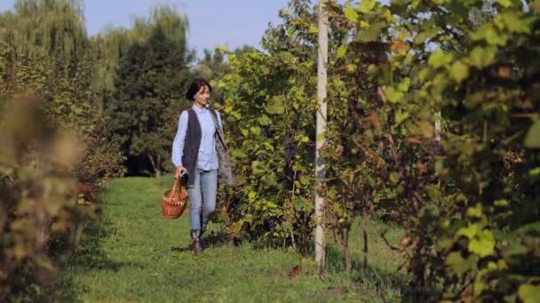 Agricultor cosechando uva en el campo — Vídeo de stock