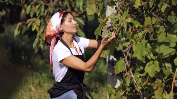 Женщина собирает спелый виноград — стоковое видео