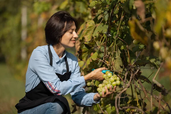 Kvinnan plockar druvor på vingården — Stockfoto